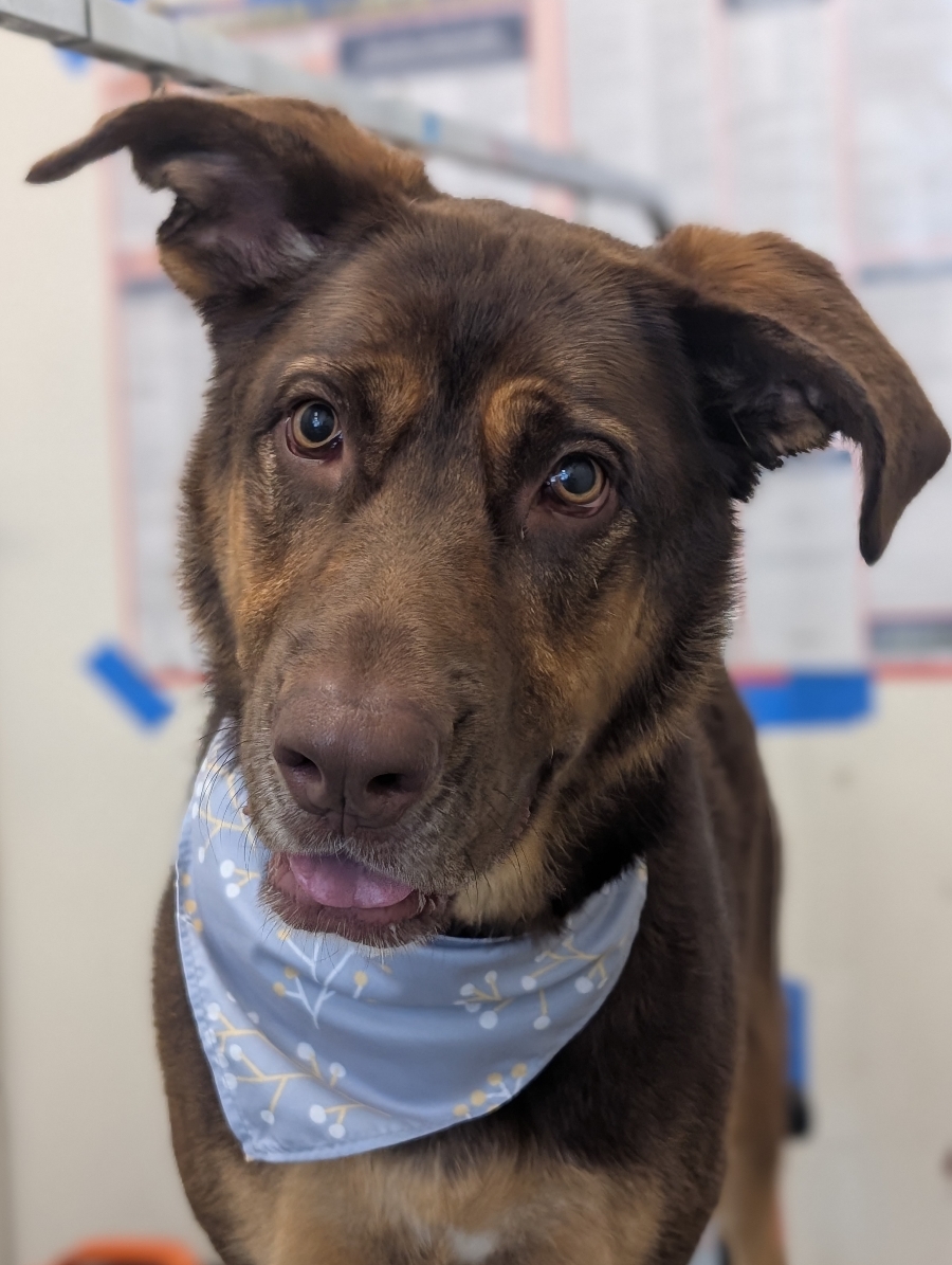 Dog with a bandana after bath at WAGS