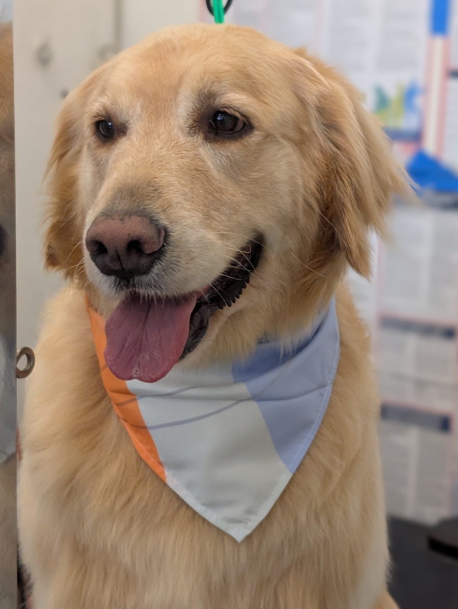 Golden retriever at WAGS