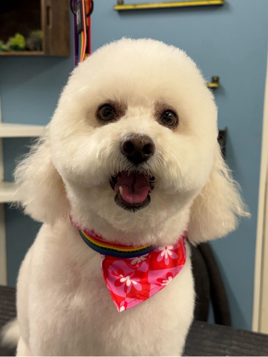 Bichon Frise with pink bandana at WAGS