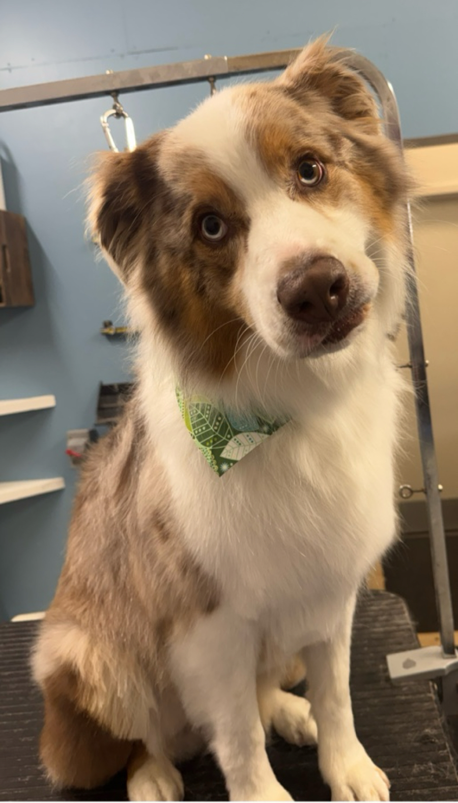 Australian Shepherd with bandana at WAGS