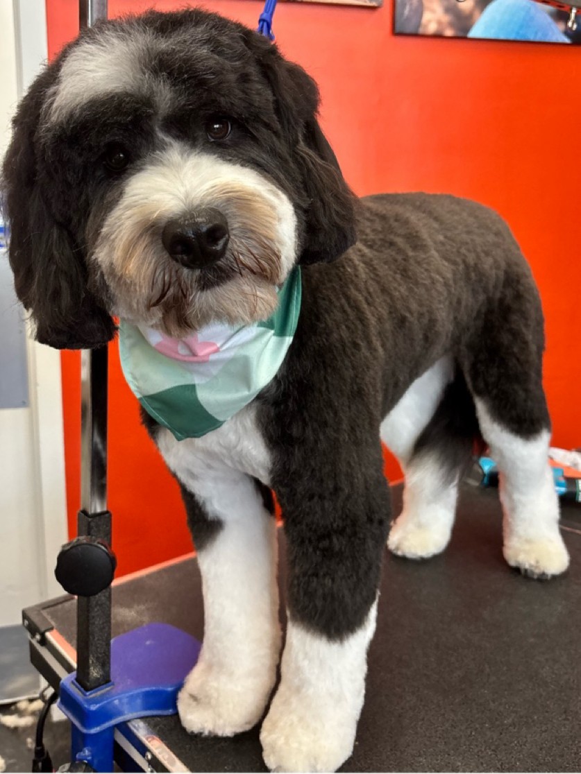 Black and white doodle with bandana at WAGS
