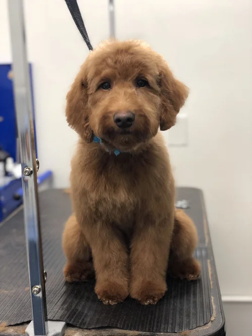 Goldendoodle puppy at WAGS