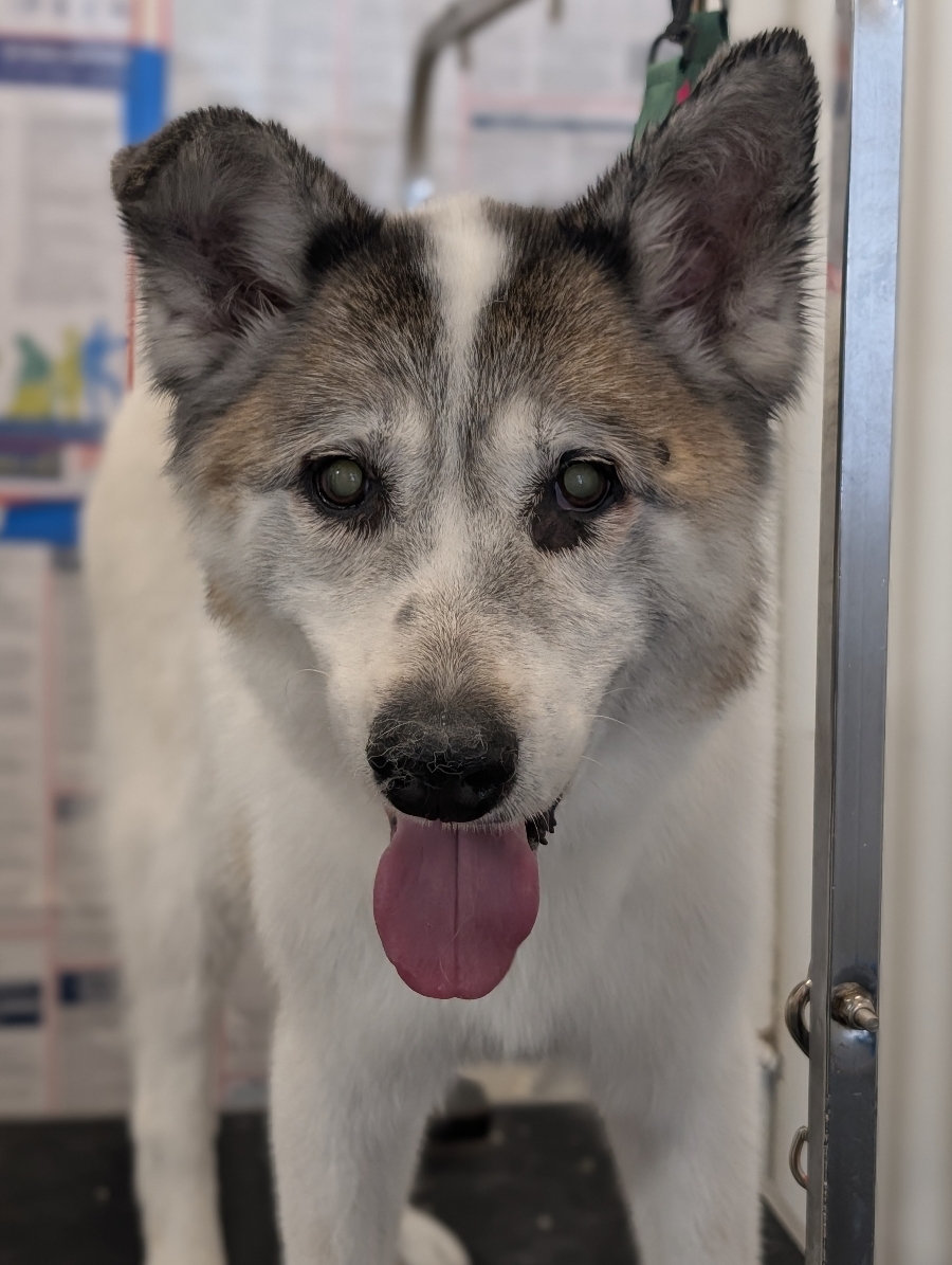 Dog with tongue out at WAGS
