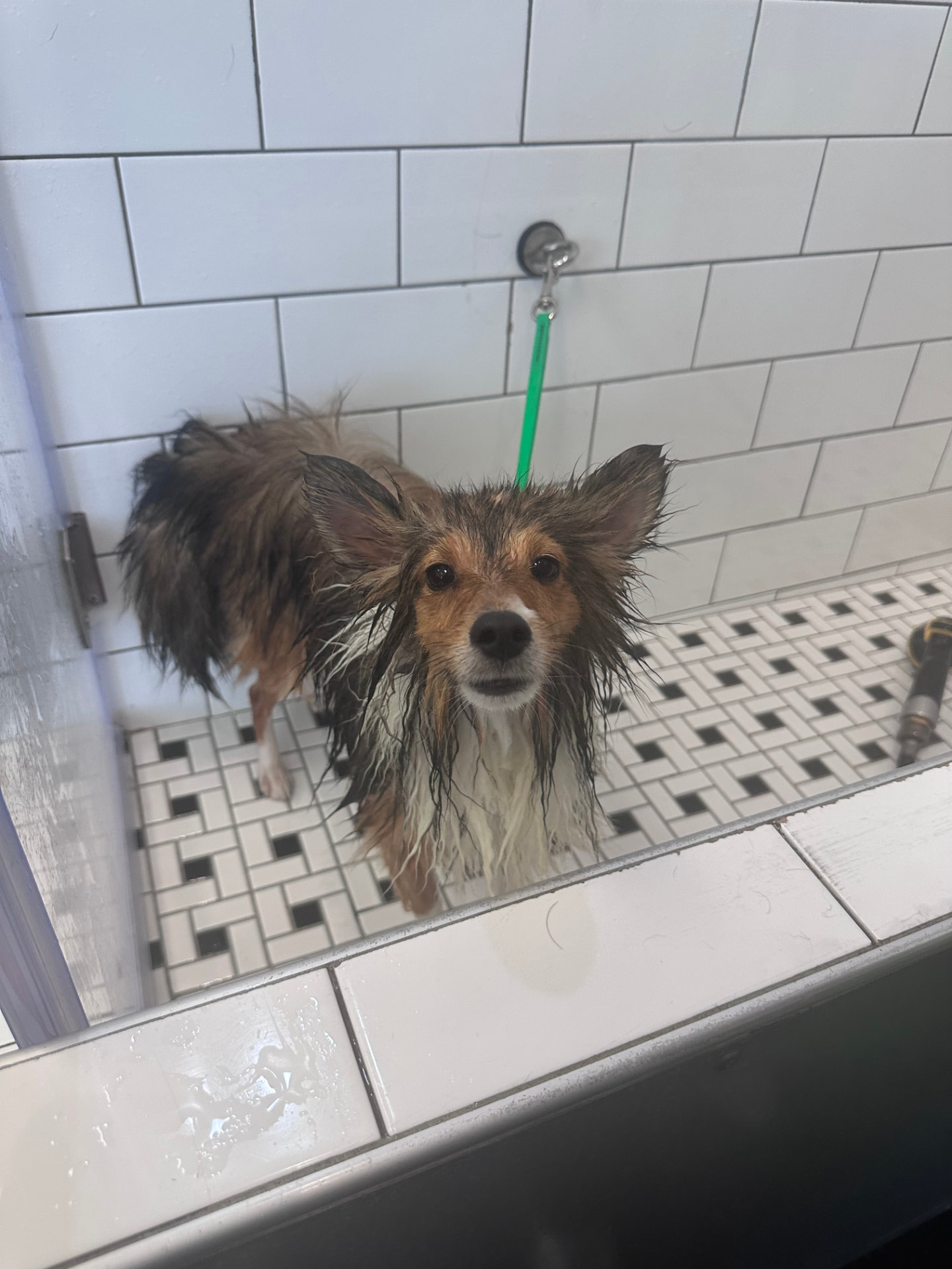 Papillon mix getting a bath in the tub at WAGS on Polk