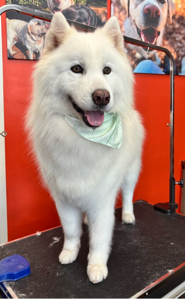 Samoyed on the grooming table at WAGS