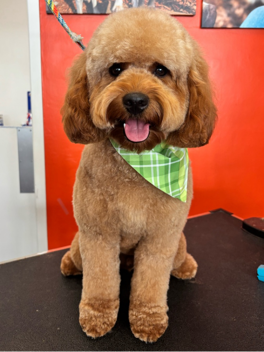 Freshly groomed dog with bandana at WAGS