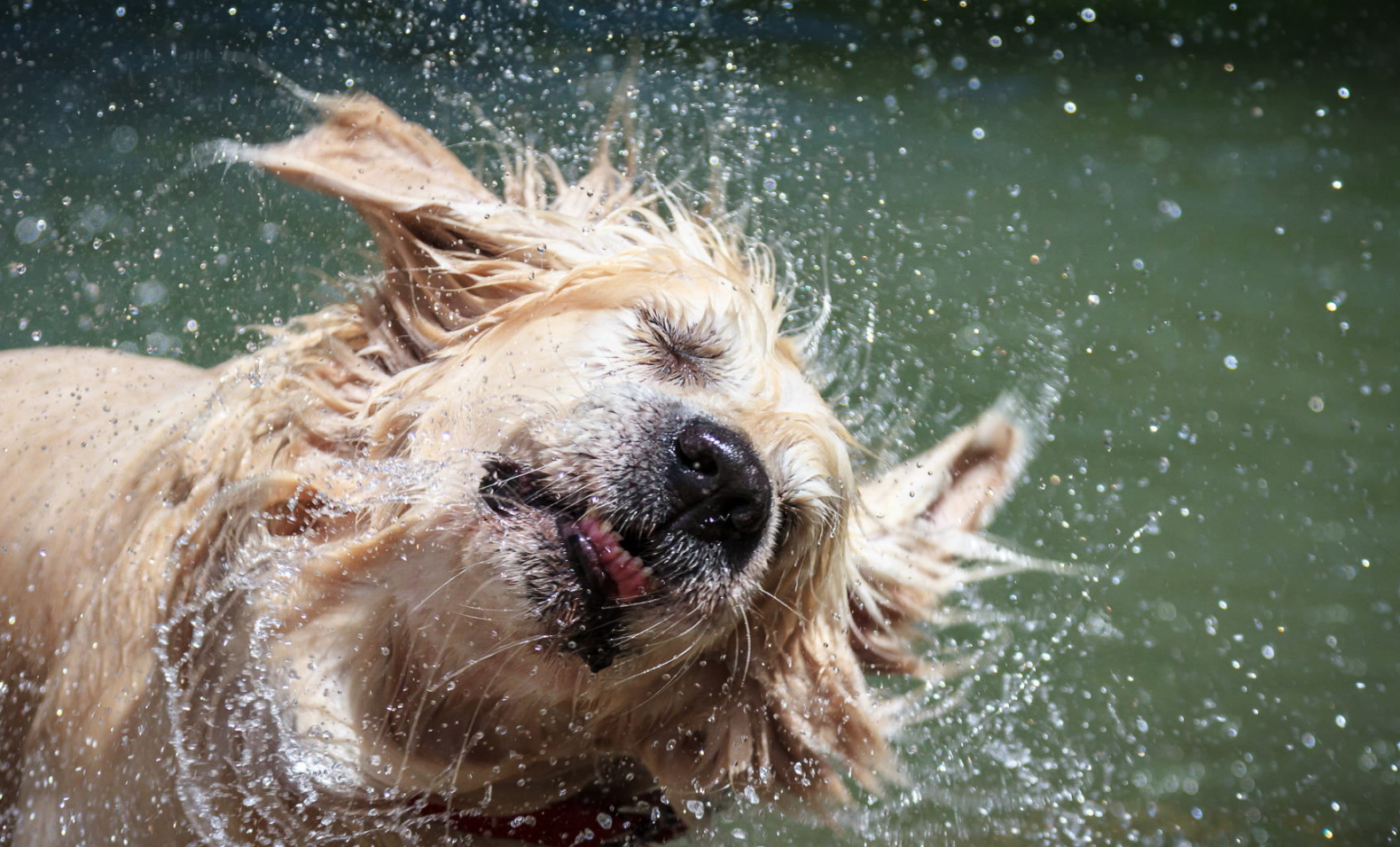 Happy dog being bathed at WAGS San Francisco grooming salon