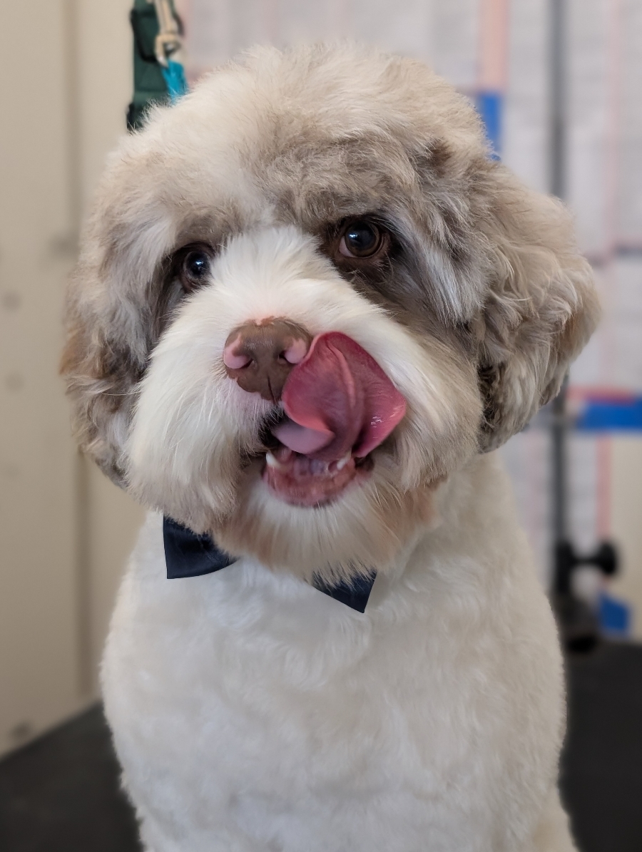 Happy dog with a bow tie after standalone services at WAGS